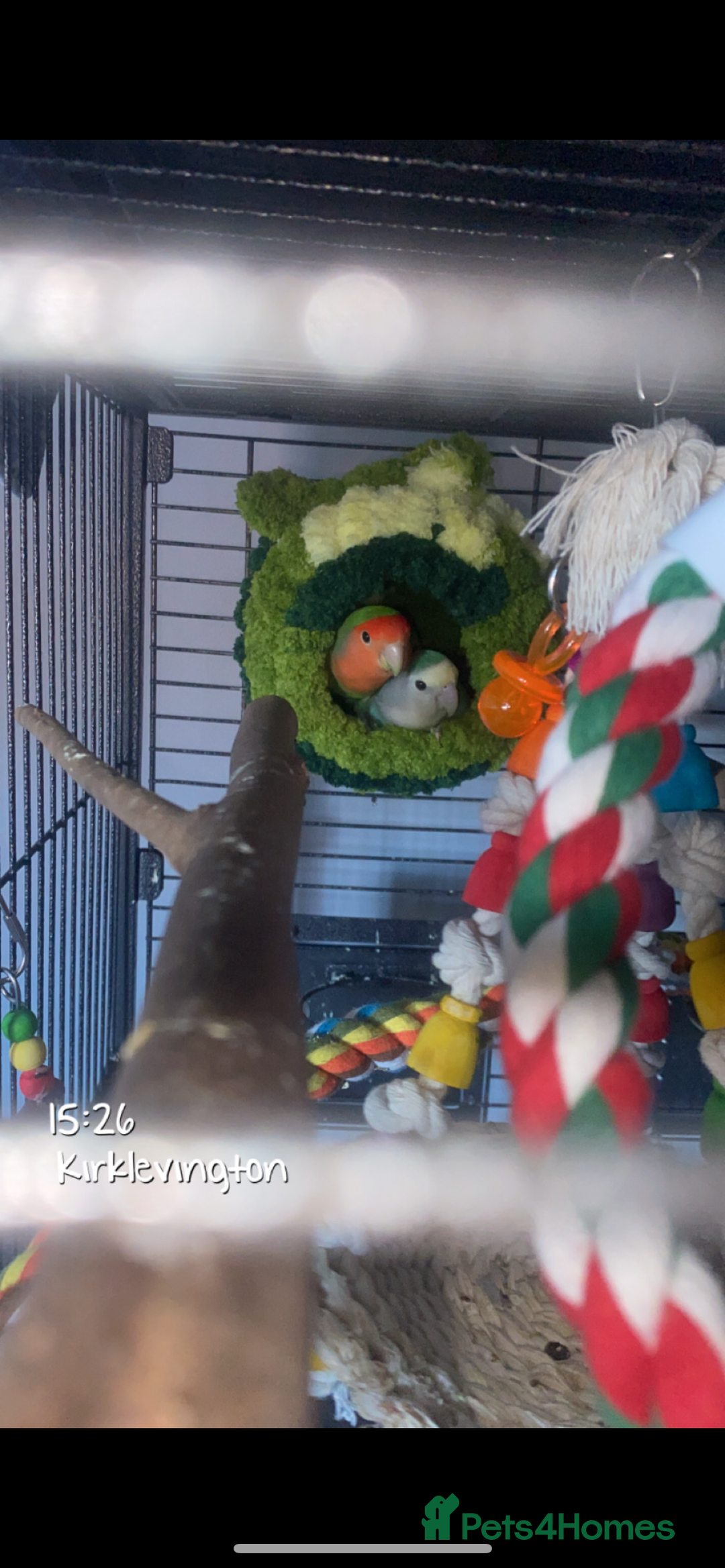 Lovebirds birds for sale: Matched lovebird  - Advert 1