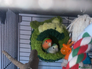 Lovebirds birds for sale: Matched lovebird - Advert 1