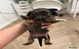 Dachshund dogs for sale: Dachshunds puppies  - Image 17