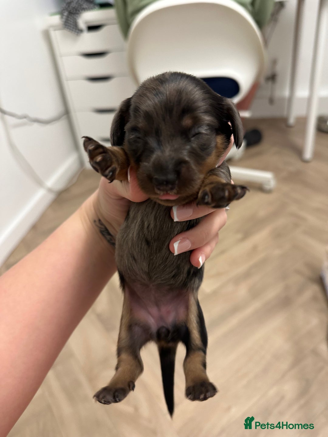 Dachshund dogs for sale: Dachshunds puppies  - Image 17