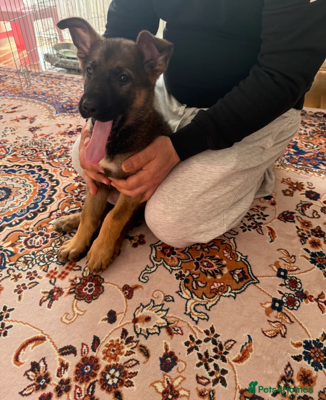 German Shepherd dogs for sale: beautiful 3 month old German shepherd  - Advert 2