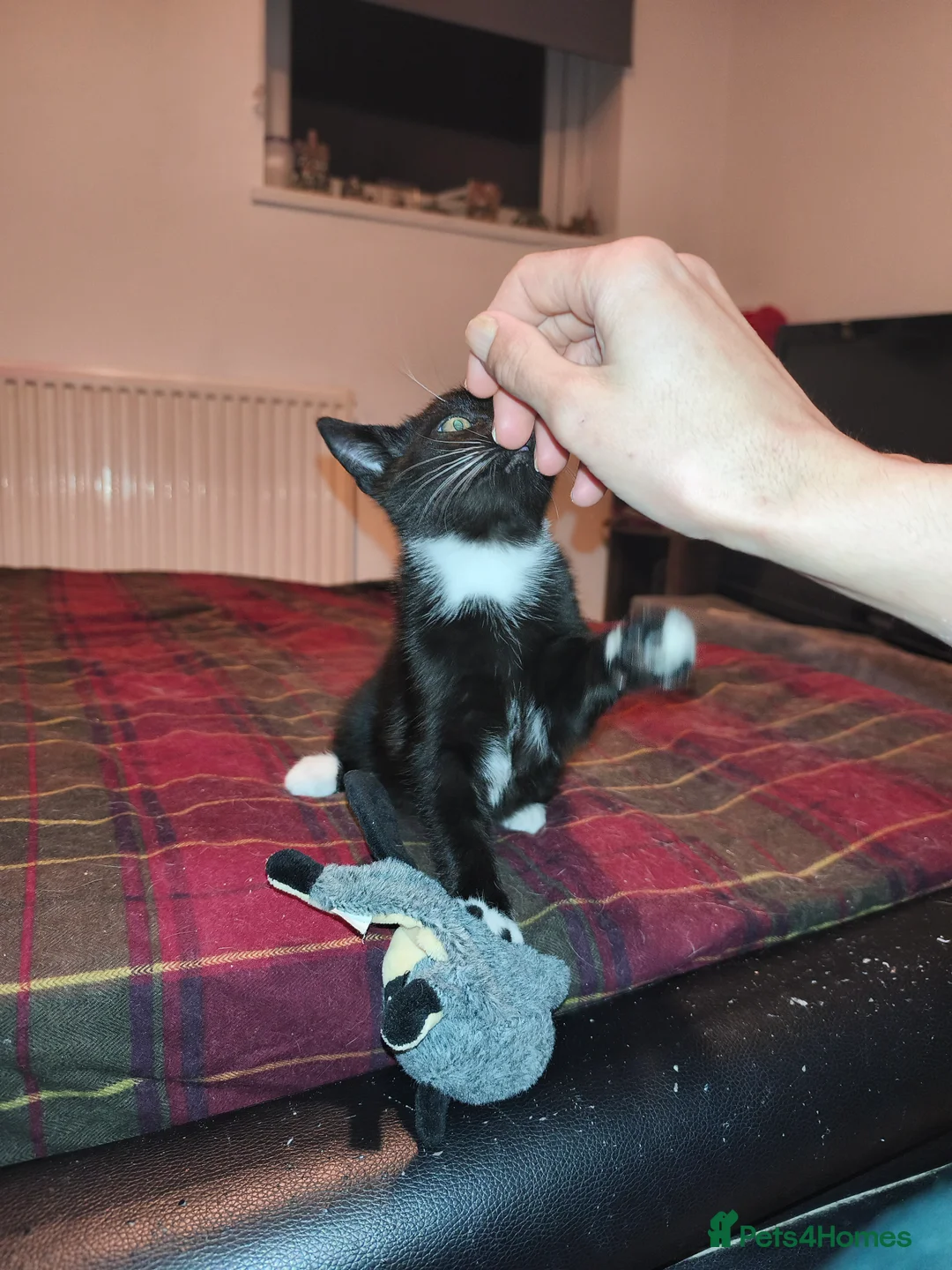 Mixed Breed cats for sale: 1 beautiful tuxedo kitten left - Advert 6