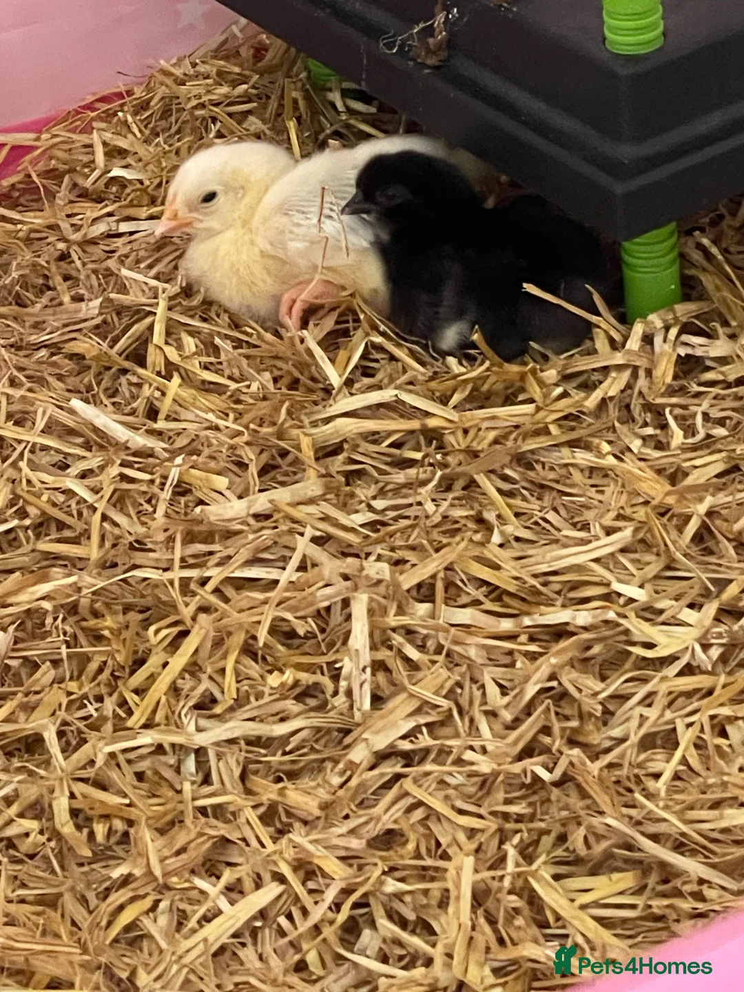 Chickens poultry for sale: 6x mixed breed fertile hatching eggs  in Ripley - Advert 6