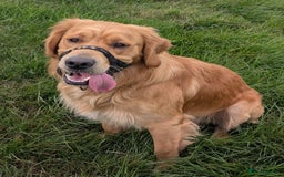 Golden Retriever dogs for stud: KC health and hip check golden retriever  - Image 2