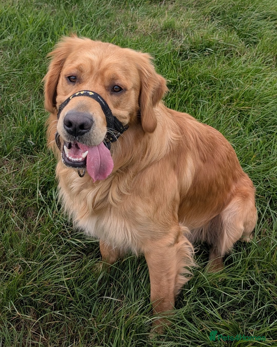 Golden Retriever dogs for stud: KC health and hip check golden retriever  - Image 2