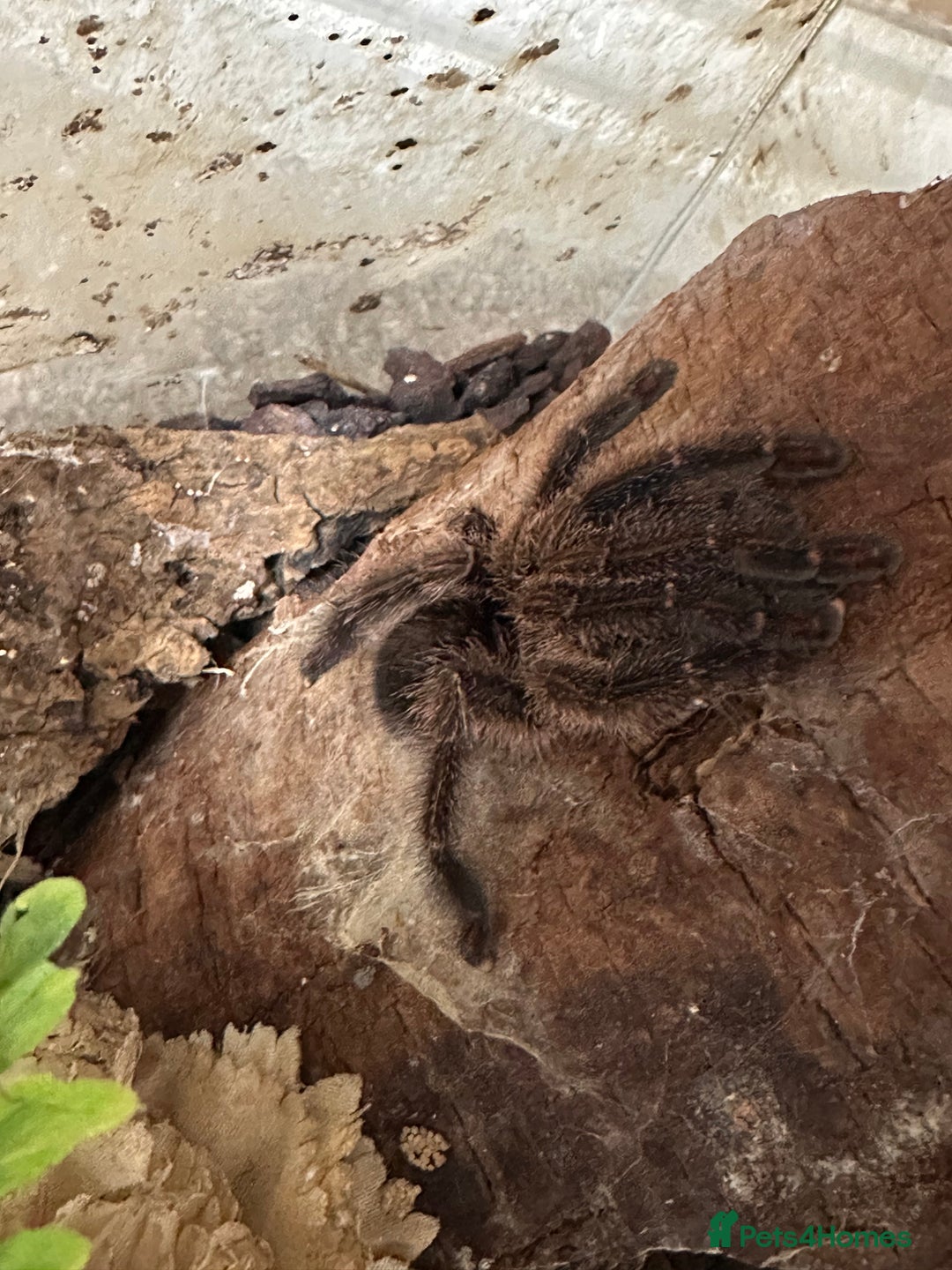 Tarantulas invertebrates for sale: Tarantula Collection - Image 4
