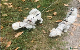 Yochon dogs for sale:  Bichon Frisé x Yorkshire Terrier males - Image 3