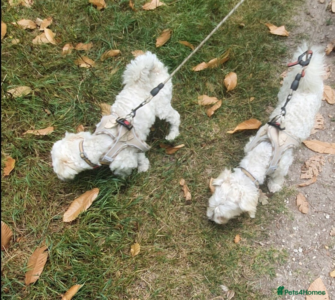 Yochon dogs for sale:  Bichon Frisé x Yorkshire Terrier males - Image 3
