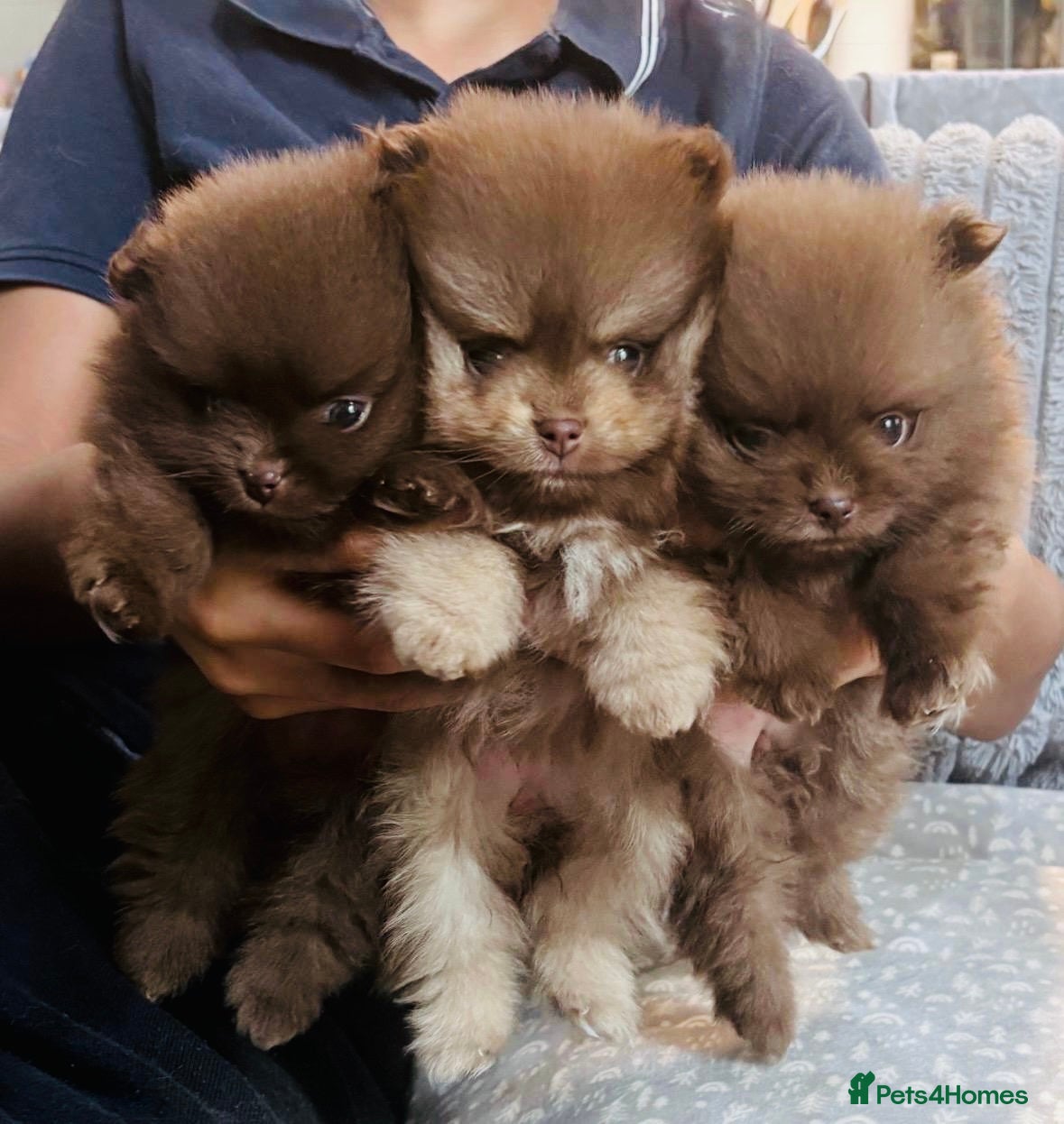 Pomeranian dogs Chocolate Pomeranian teddy bears 🤎🤎🤎🤎 - Advert 3