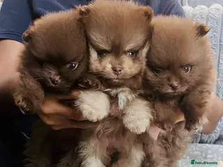 Pomeranian dogs Chocolate Pomeranian teddy bears 🤎🤎🤎🤎 - Advert 3