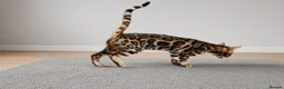 Bengal cats for sale: Pedigree brown and blue rosetted bengals - Advert 8