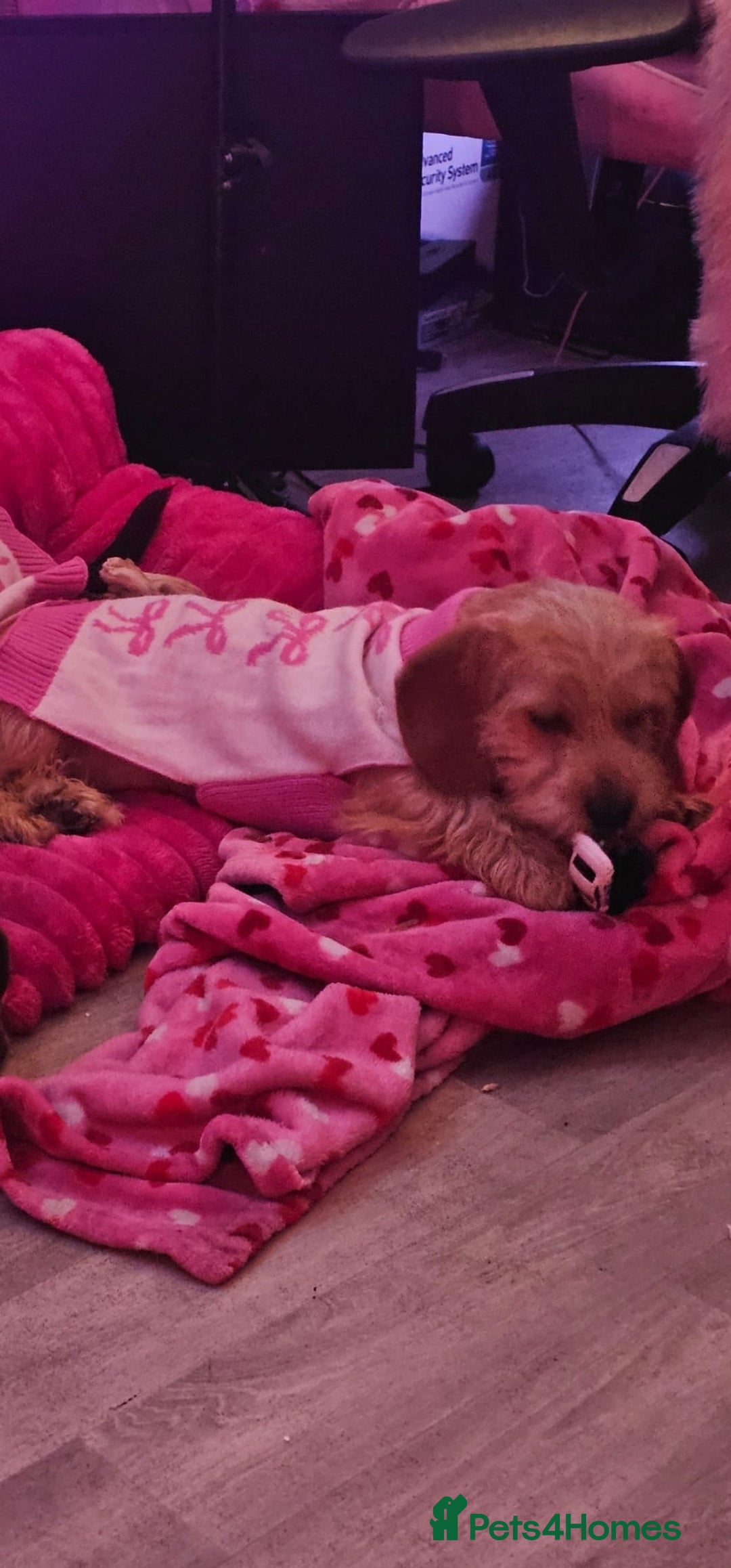 Dachshund dogs for sale: Gorgeous dachshund dogs for sale  - Advert 5