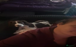 English Springer Spaniel dogs for sale: 20 ish week old springer spaniel - Image 2