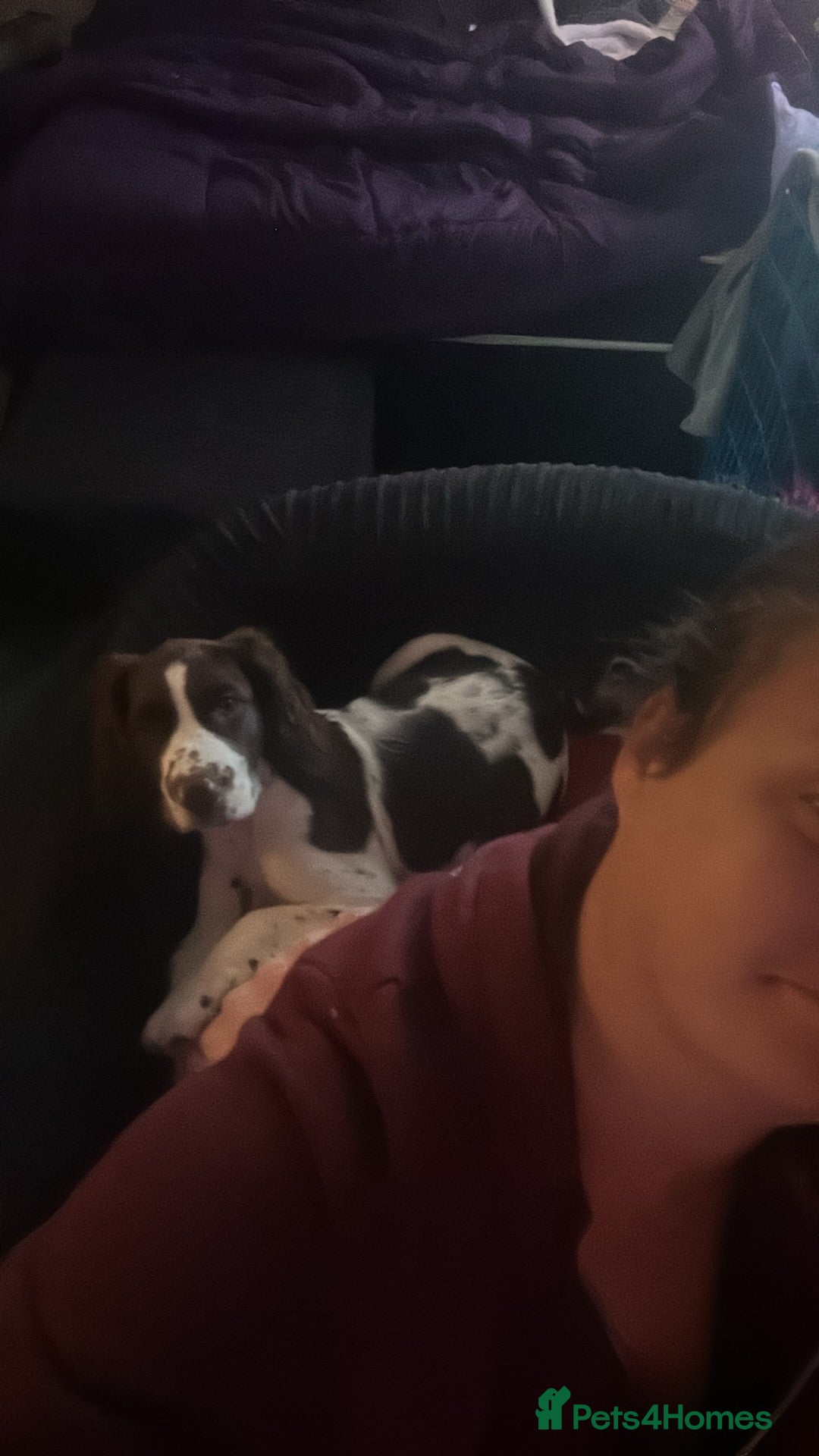 English Springer Spaniel dogs for sale: 20 ish week old springer spaniel - Image 2