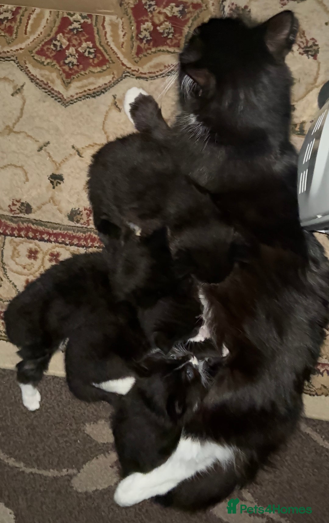 Mixed Breed cats for sale: 4 Beautiful TUXEDO Kittens Available <3 - Advert 22
