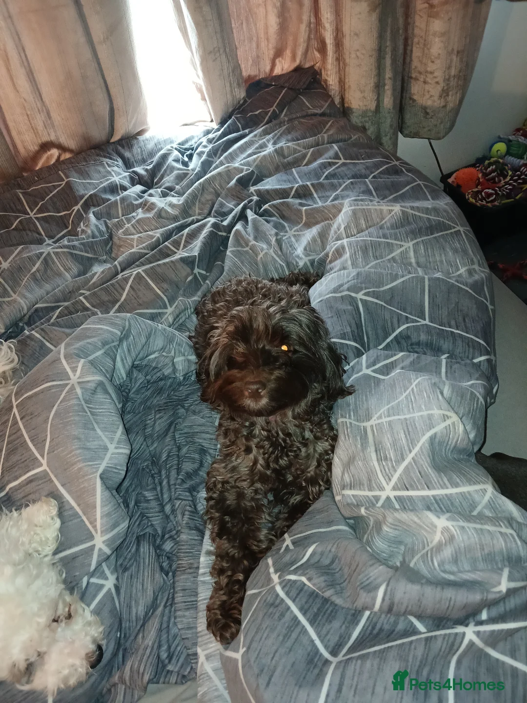 Cockapoo dogs for sale: Boy cockerpoo puppies  - Advert 1