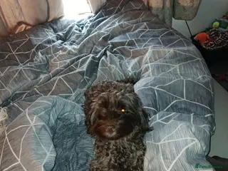 Cockapoo dogs Boy cockerpoo puppies - Advert 1