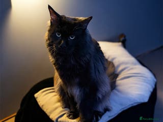 Maine Coon cats GCCF/TICA KING-SIZE STUD in Dunfermline - Advert 2