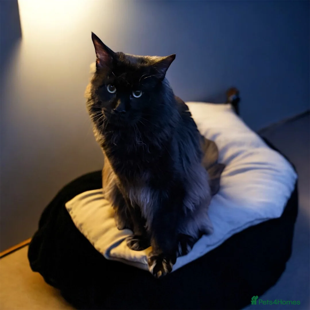 Maine Coon cats for stud: GCCF/TICA KING-SIZE STUD  in Dunfermline - Advert 1