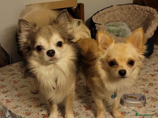 Chihuahua dogs for stud in Liskeard - Advert 1