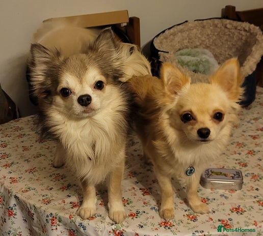 Chihuahua dogs Duties only not for sale in Liskeard - Advert 1