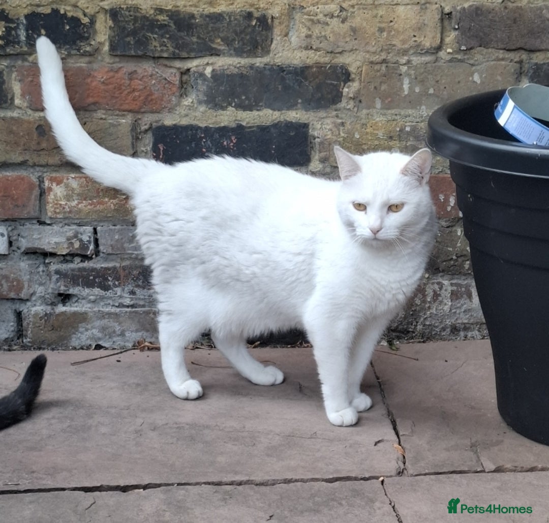 Domestic Shorthair cats for sale: Two 3 year old cats for sale - Image 10