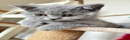British Shorthair cats for stud: Lilac GCCF active stud Manchester  in Manchester - Advert 24