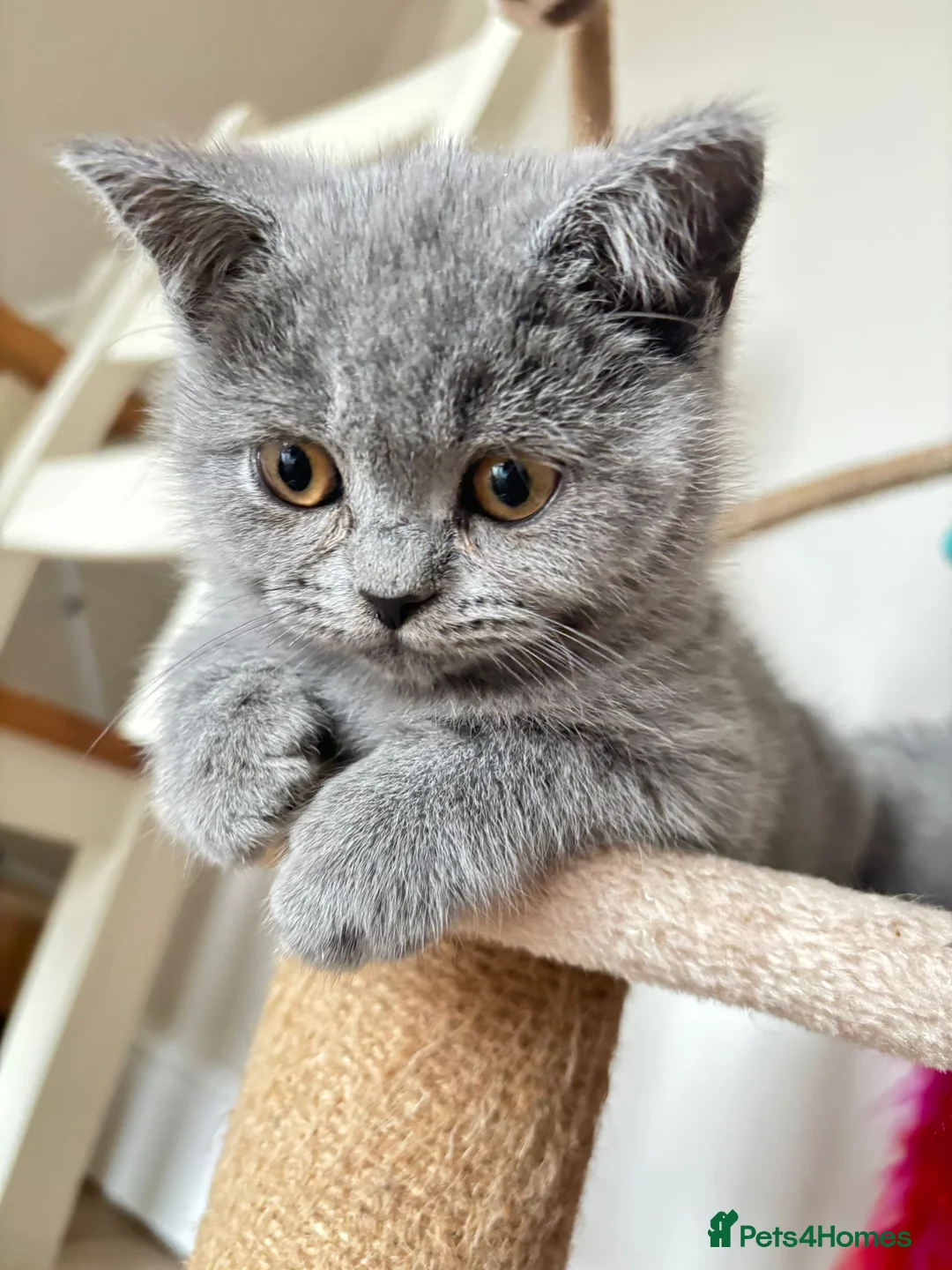 British Shorthair cats for stud: Lilac GCCF active stud Manchester  in Manchester - Advert 24