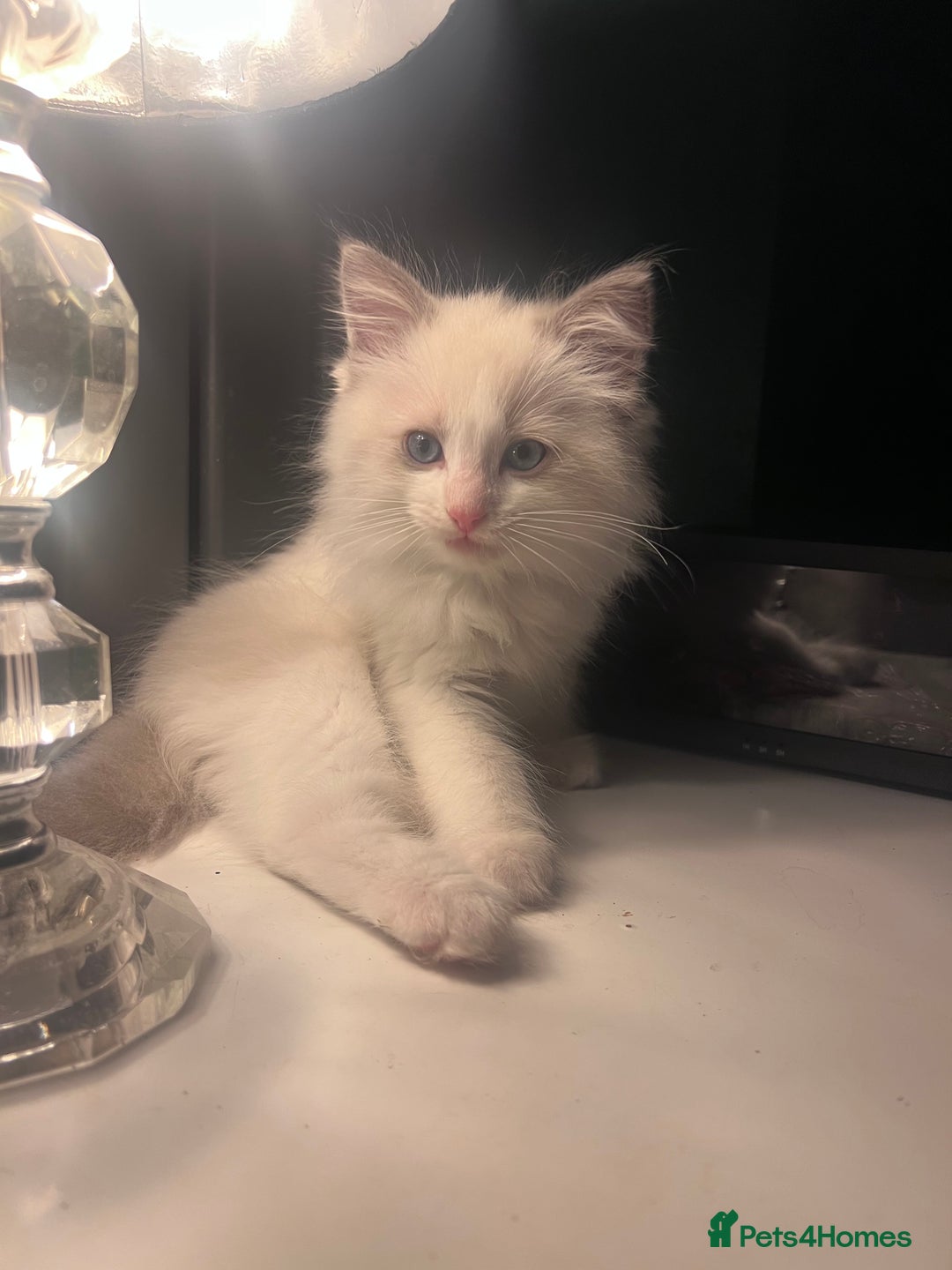 Ragdoll cats for sale: Stunning male Ragdoll kittens only 2 left - Image 8