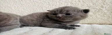 British Shorthair 2
