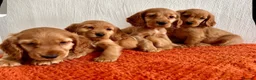 Cocker Spaniel dogs for sale: Golden cocker spaniel pups in Enniskillen - Advert 3