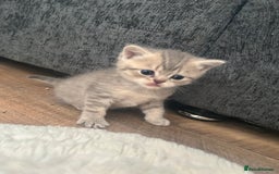 British Shorthair cats for sale: British shorthair kittens  - Image 10