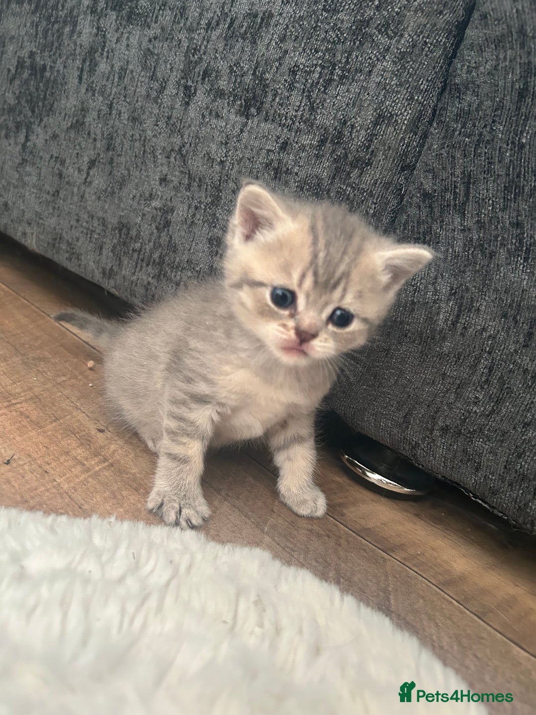British Shorthair cats for sale: British shorthair kittens  - Image 10