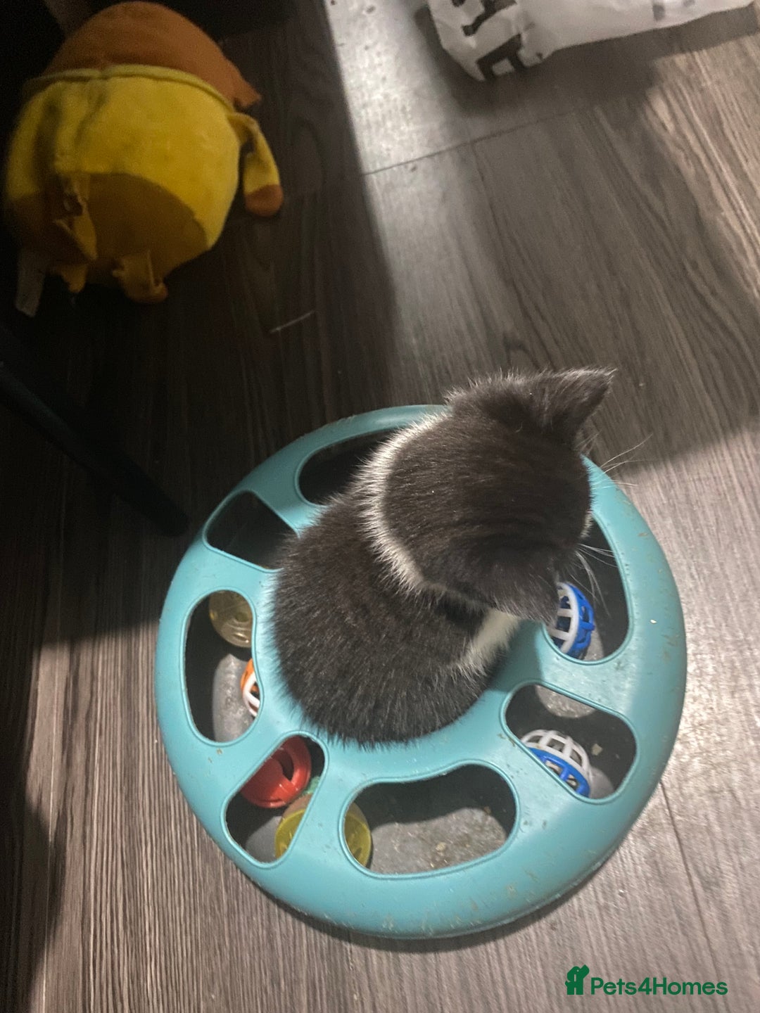 Mixed Breed cats for sale: 5 beautiful black and white kitties  - Image 15