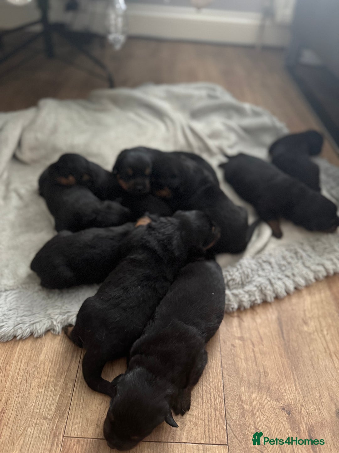 Rottweiler dogs for sale: Rottweiler Puppies - Advert 14