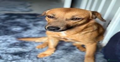 Mixed Breed dogs - Advert 16