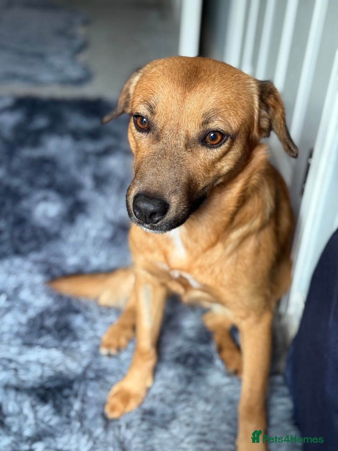 Mixed Breed dogs for adoption: Cute Marshall looking for LOVE - Image 3