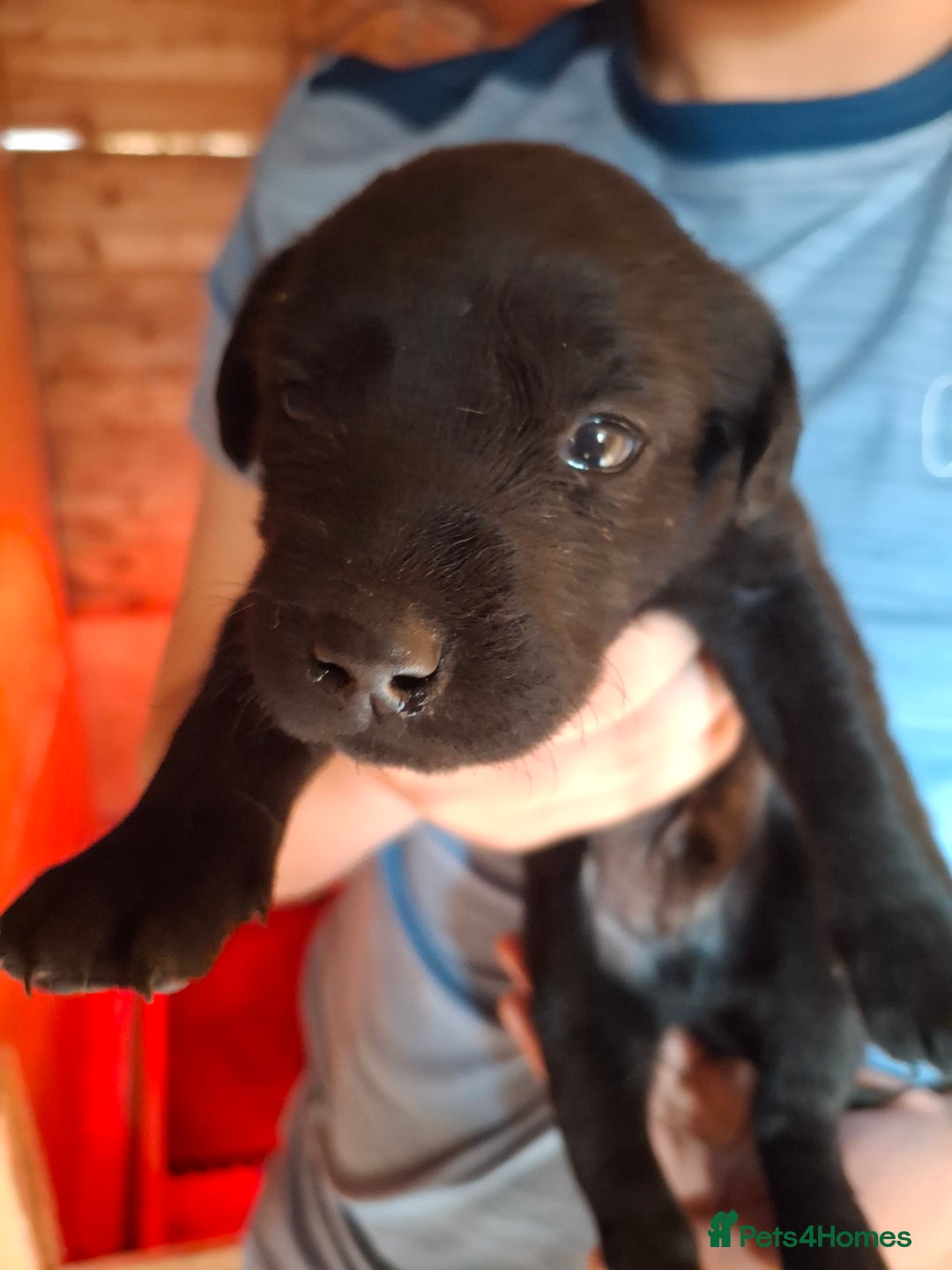 Labrador Retriever dogs for sale:  Labrador Pups (Health Tested) - Image 11