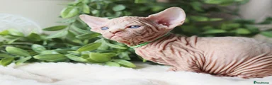 Sphynx Kitten 6