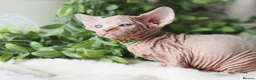 Sphynx cats for sale: Beautiful Pedigree Sphynx Kittens  - Advert 11