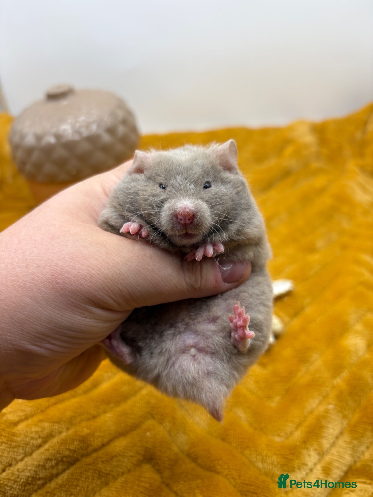 Hamster rodents Pedigree Syrian hamster pups  - Advert 2