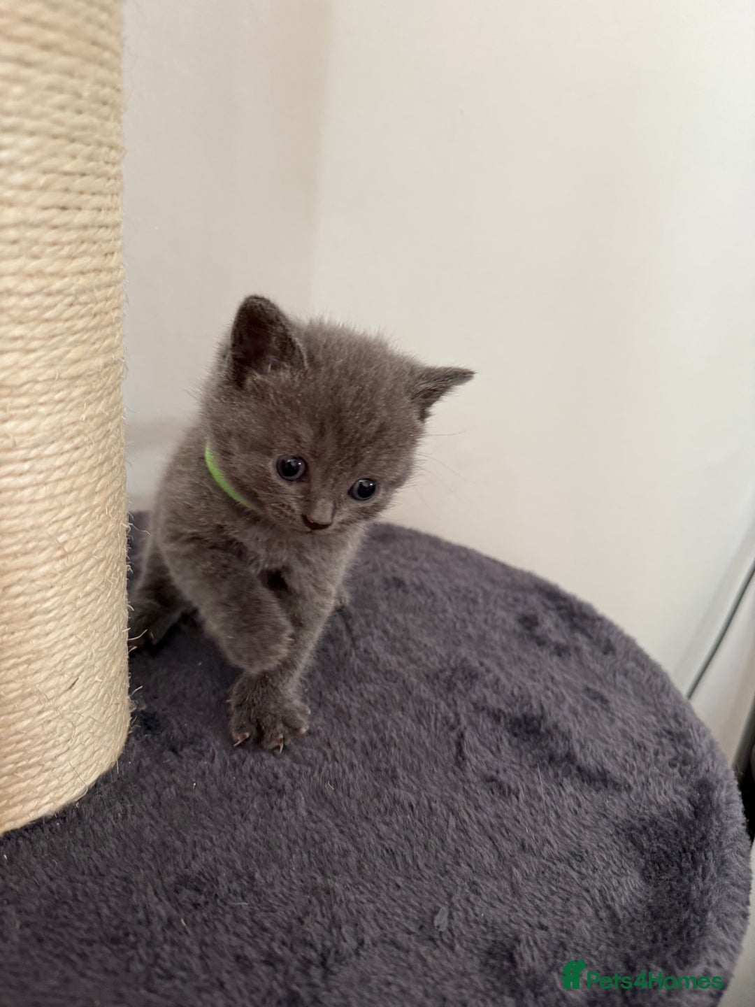 British Shorthair cats for sale: Blue British shorthair  - Image 5