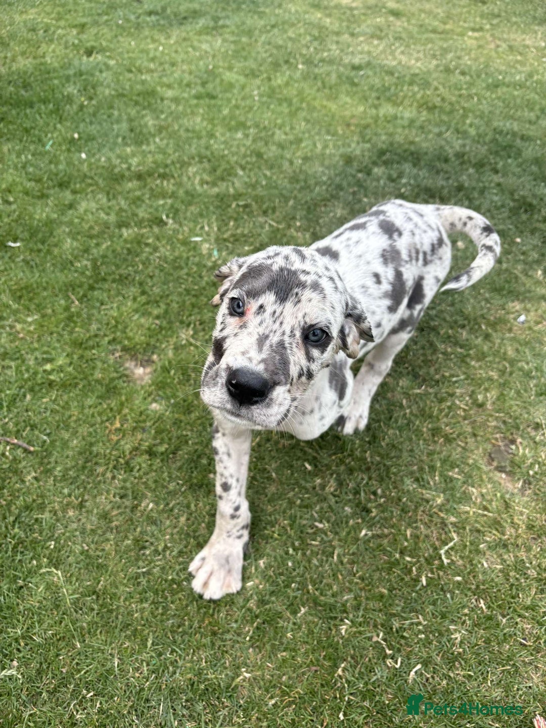 Mixed Breed dogs for sale: Italian Daniff Pups  - Image 16