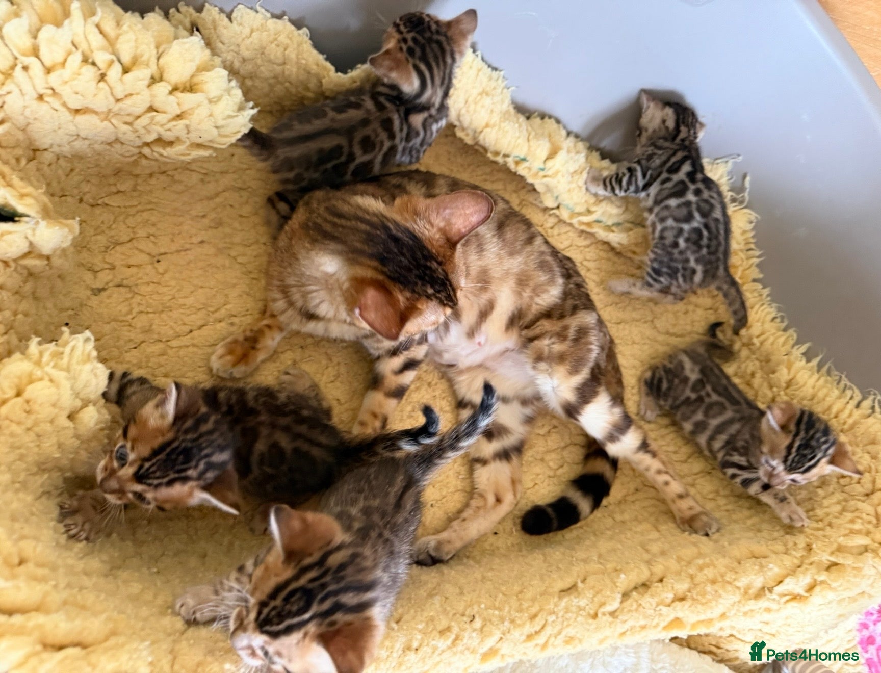 Bengal cats Stunning 🔥 TICA 🐾 Health tested Bengal Kittens  - Advert 2