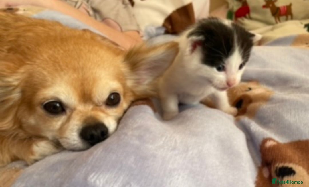 Mixed Breed cats for sale: 5 Beautiful & Friendly kittens for sale  - Advert 10