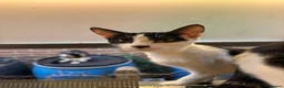 Mixed Breed cats for sale: Pebbles  - Advert 2