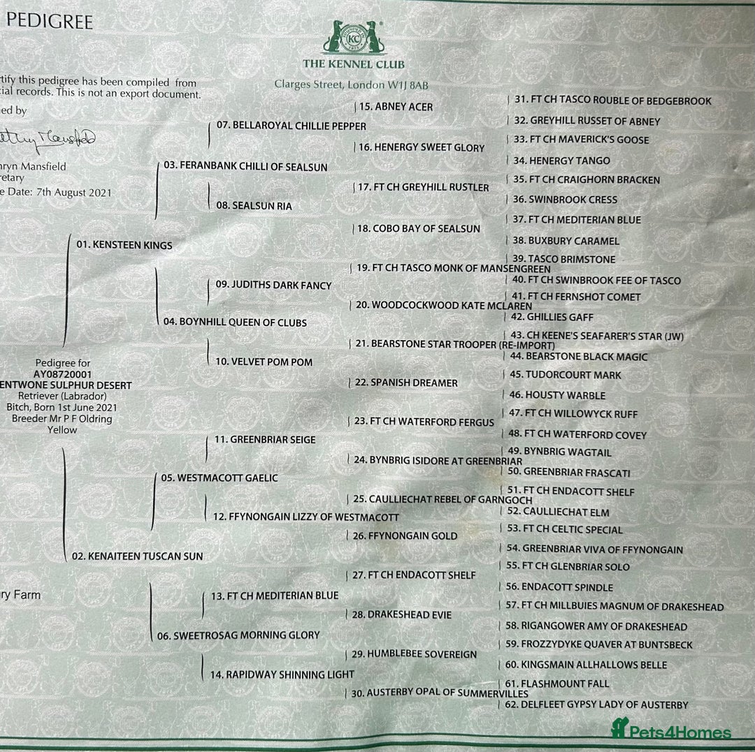 Labrador Retriever dogs for sale: KC registered Labrador Retriever puppies  - Advert 11