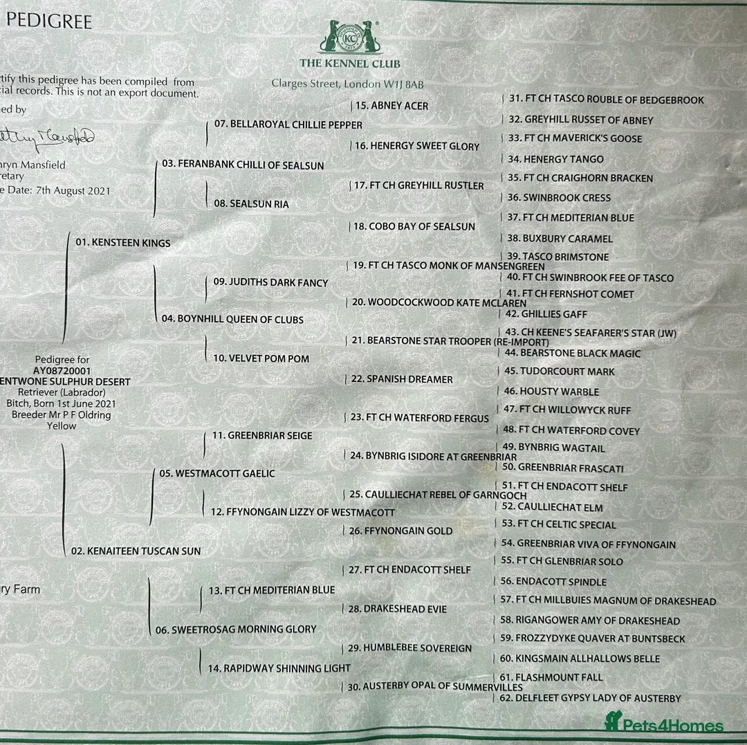 Labrador Retriever dogs for sale: KC registered Labrador Retriever puppies  - Advert 9