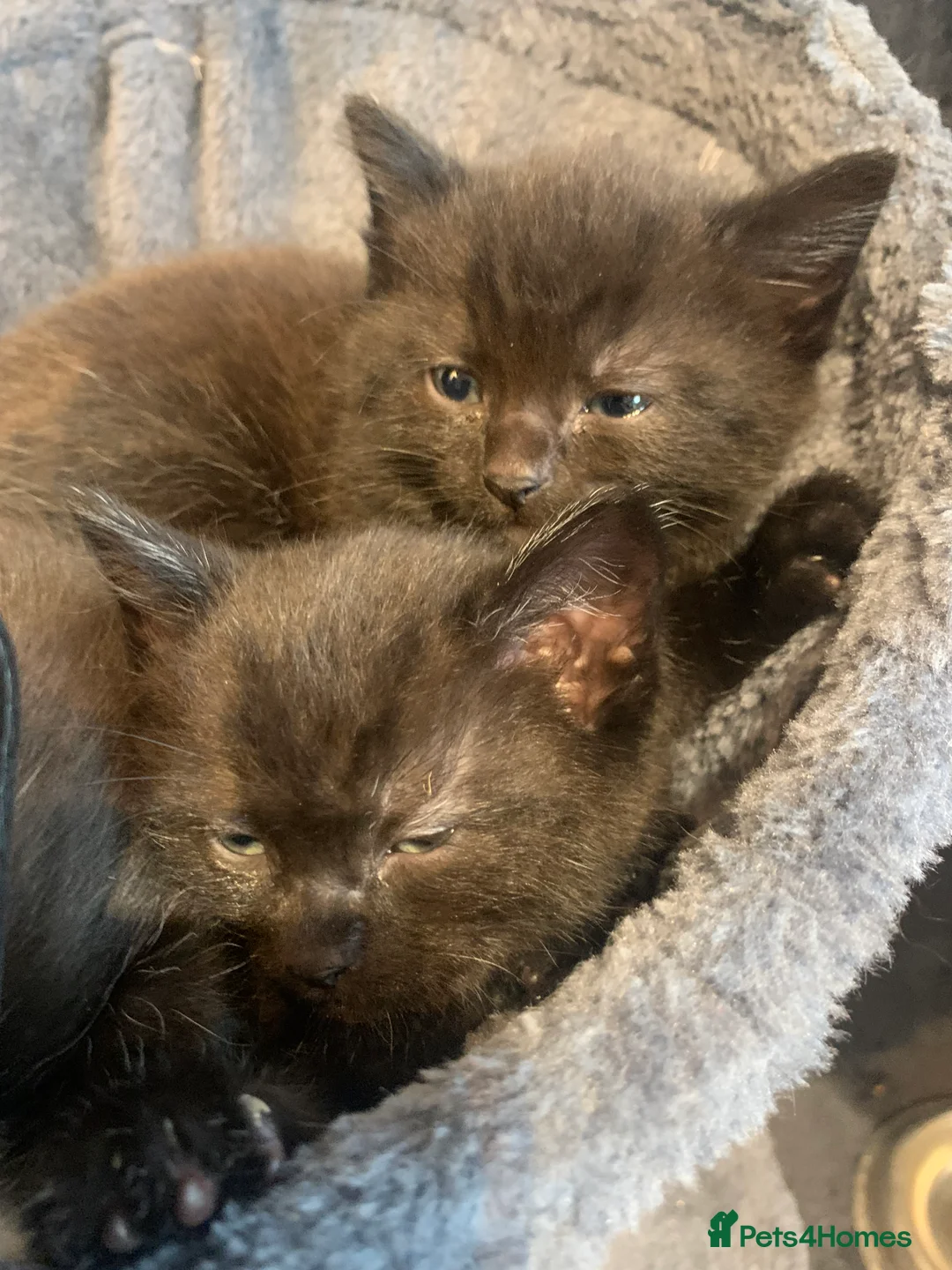Mixed Breed cats for sale: Beautiful kittens looking for homes ! 2 girls 1boy - Advert 2