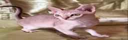 Singapura cats for sale: Rare Breed Singapura Kitten - Advert 32